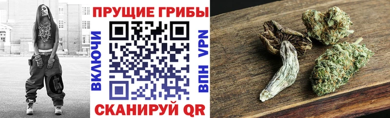 Галлюциногенные грибы Psilocybine cubensis  OMG вход  Бологое 